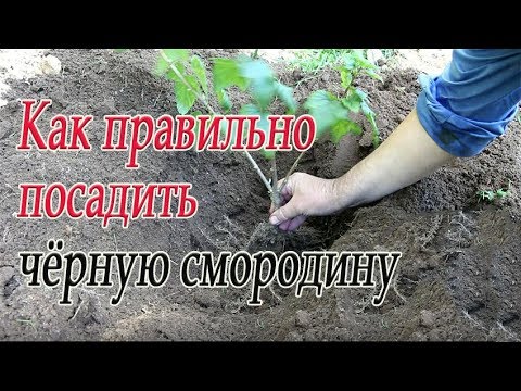 Как правильно посадить чёрную смородину