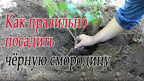 Как правильно посадить чёрную смородину