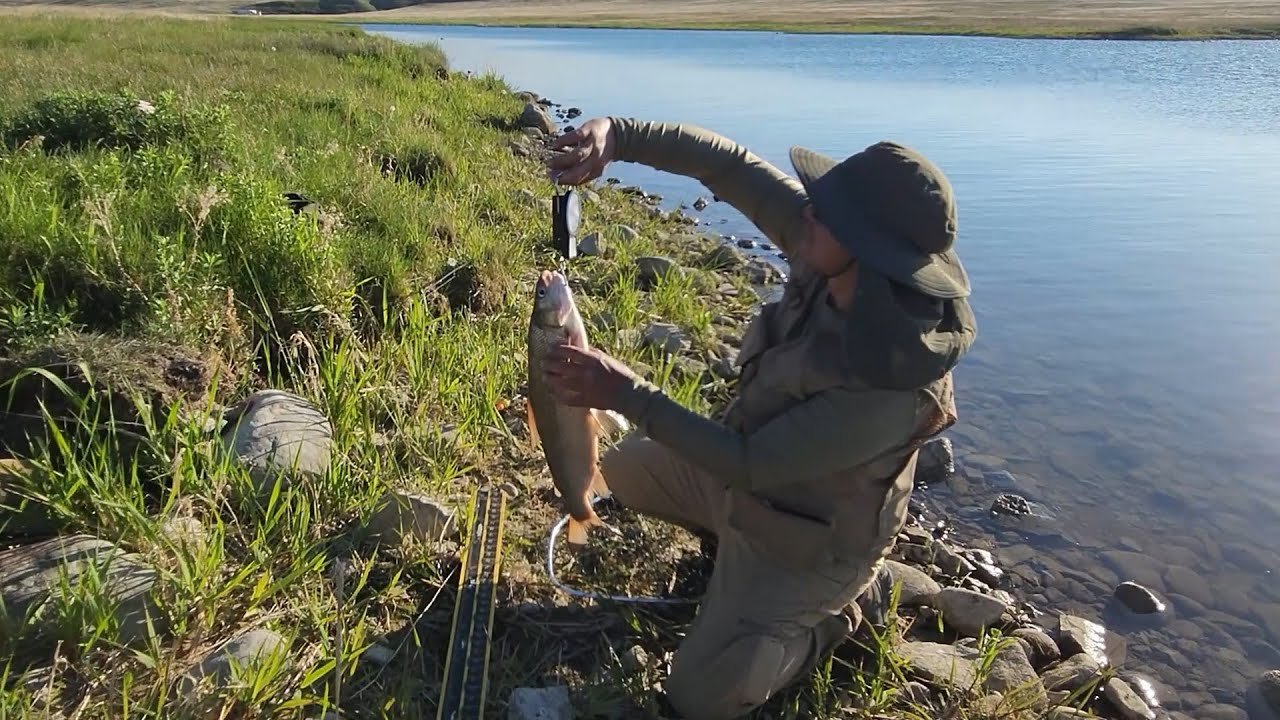 Whitefish caught on the shore of Mcgregor Reservoir
