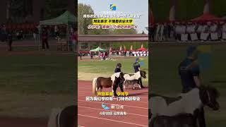 【大陸】「顯眼包」！山東一高校運動會上小馬駒撒歡奔跑