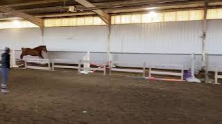 Nova Free Jumping November 2020 1.20m