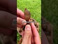 рџЌѓ Acidic Fruit With Medicinal Uses рџЌѓ Acidic Fruit With Medicinal Uses