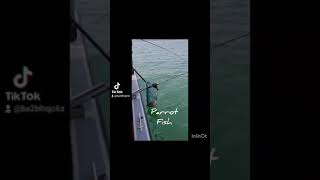 Download Lagu Fishing in Pulau Ubin, Changi and Pulau Tekong Singapore with Baba Blackship Fishing Charter Ep. 4 MP3