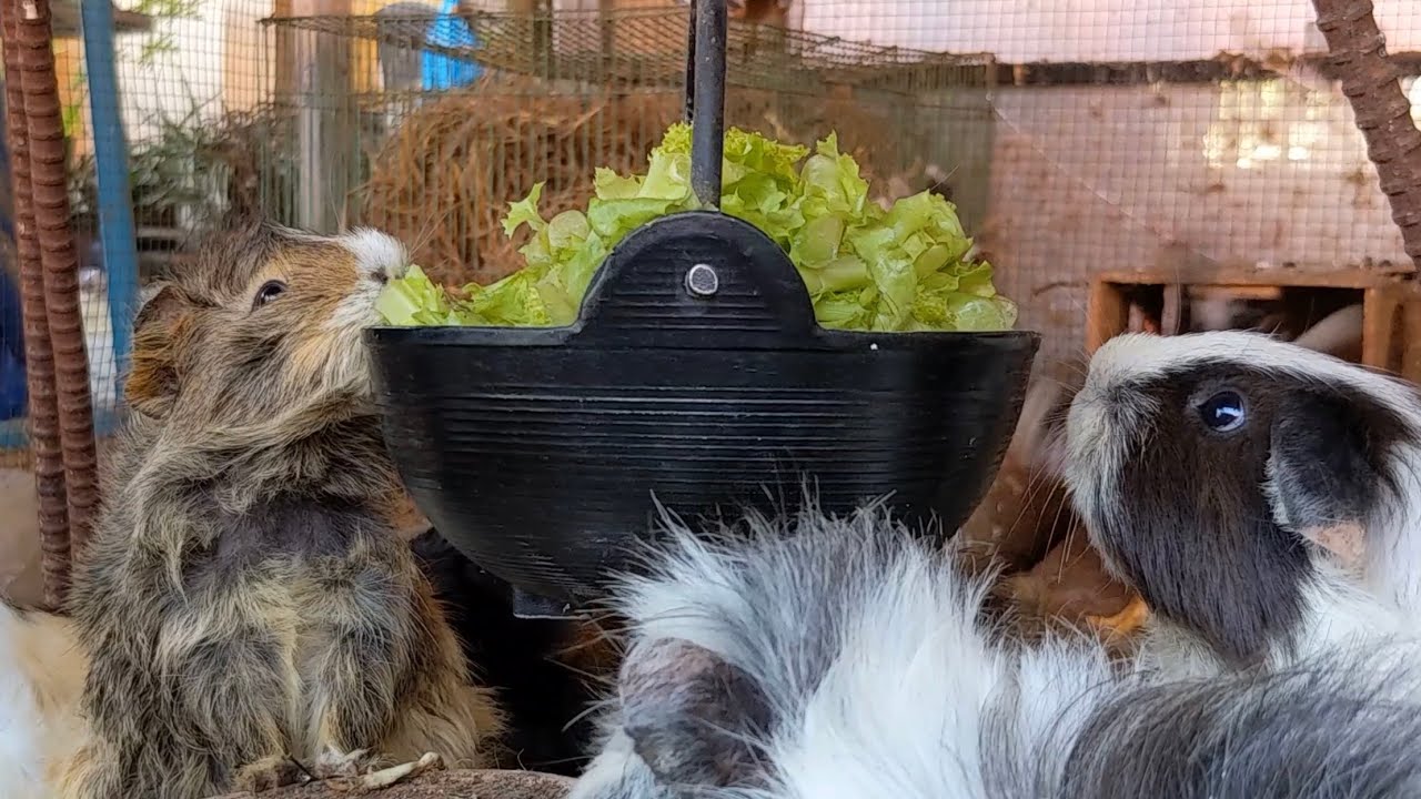 Guinea Pig Protein Rich Salad Reference: Guinea Pig Enjoy The Salad With Cute Cute Face