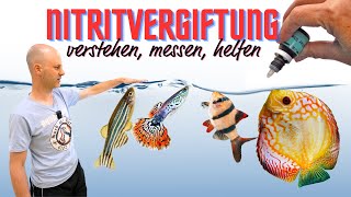 Schütze deine Fische vor Vergiftung!  Vorbeugung und Bekämpfung von Nitrit im Aquarium