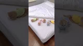 【獨生子的日常】这也太幸福了吧#小奶猫 #谁能拒绝傻憨憨的小猫咪