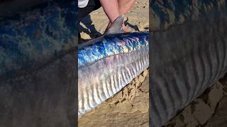 Giant Spanish King Mackerel Catch From Beach