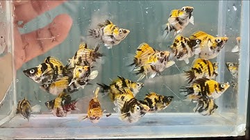 Số 24  - Siêu phẩm Molly Ngựa Gold - Tiger -số lượng có hạn tại Hiếu Cá Cảnh.