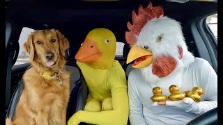 Chicken Surprises Puppy &amp; Rubber Ducky with Car Ride Chase!