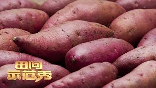 个头小、产量低，地瓜遭遇种植难题！乡土专家实地调查，看红薯如何上演变形计！丨「田间示范秀」20220225