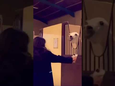 ابرقي يامزون وخيلي ياسحابه