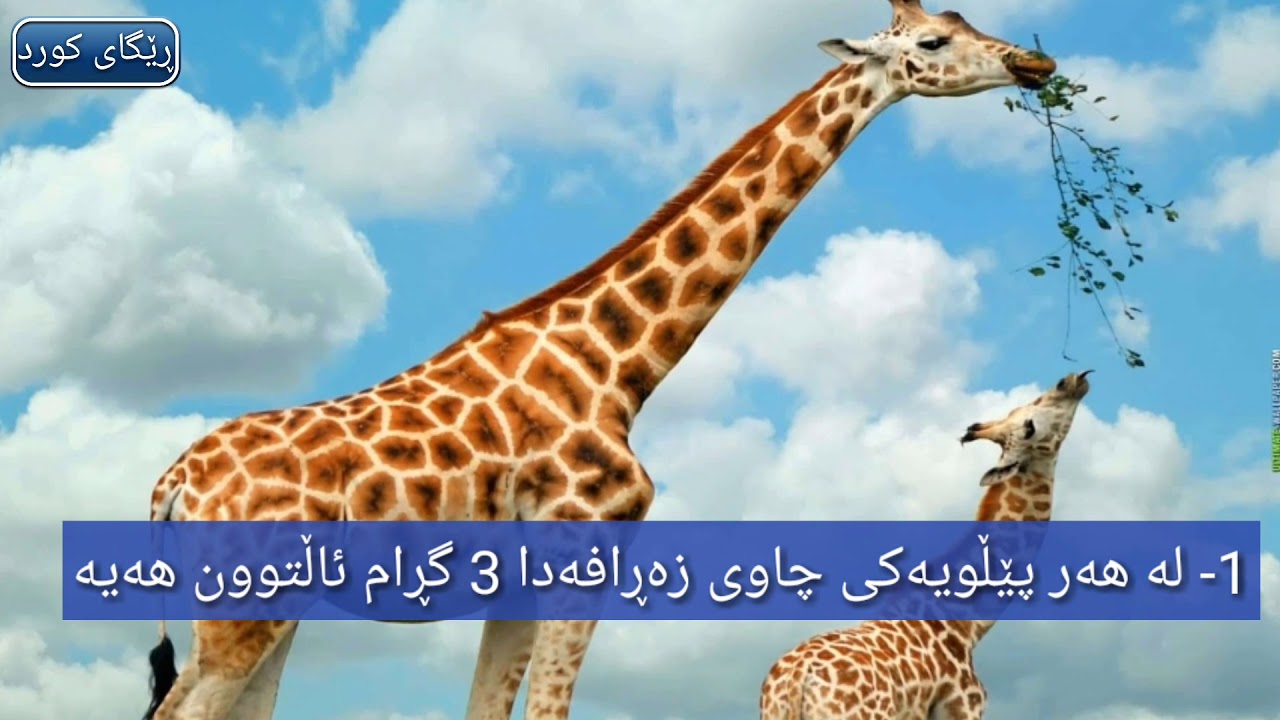 Jewish conspiracy. Нарком ягода. Hitler socialist. Пропал жираф. Материки с флагом на планете.