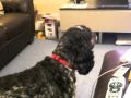 Alfie sings to Corrie!!