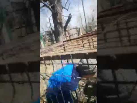 Un elev din Bacău se zbate într-o cușca de câini în curtea școlii!