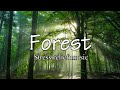 「ヒーリング音楽 『森 ~Forest~』」☆彡９月中旬販売新作CD