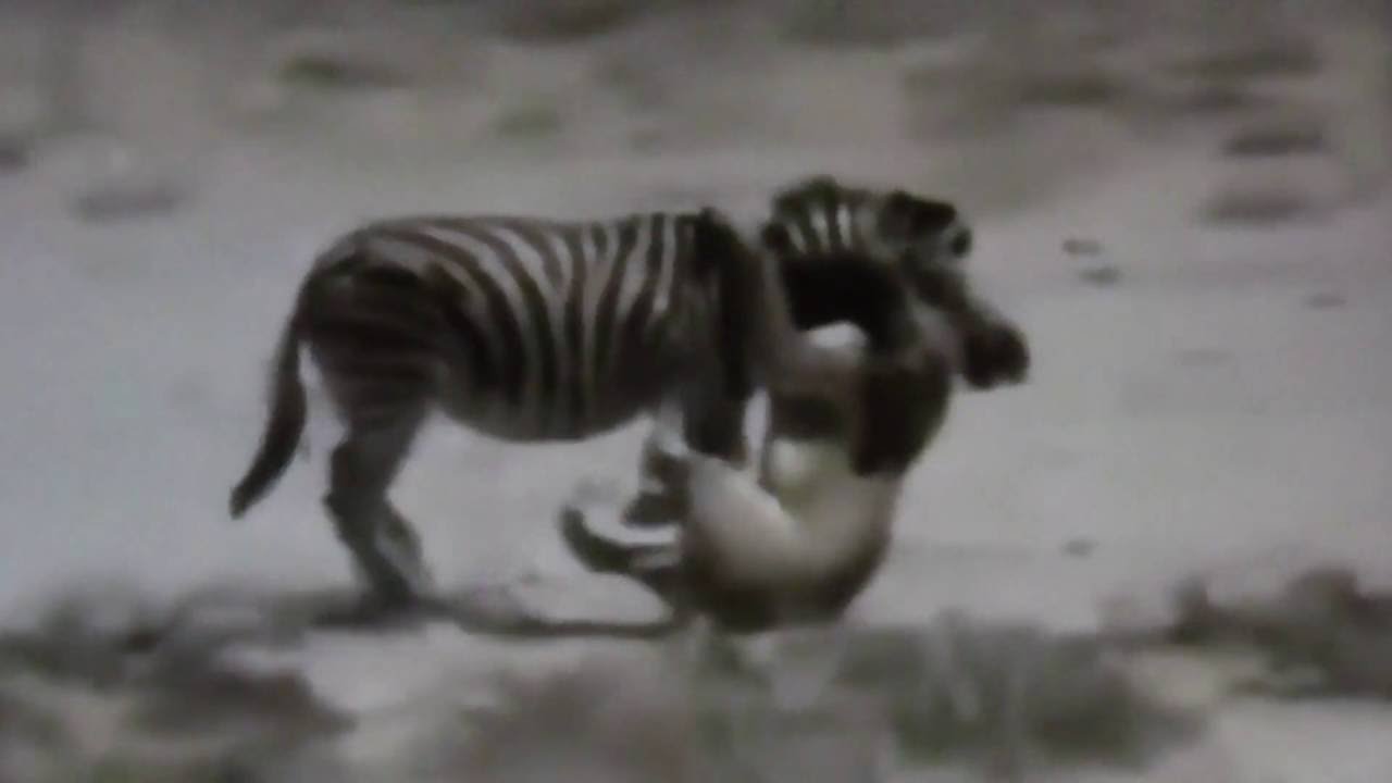 ライオンvsシマウマ対決 Lion Vs Zebra Youtube