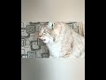 звёзда моя любимая #pets #animals #monkey #животные #рысь #lynx