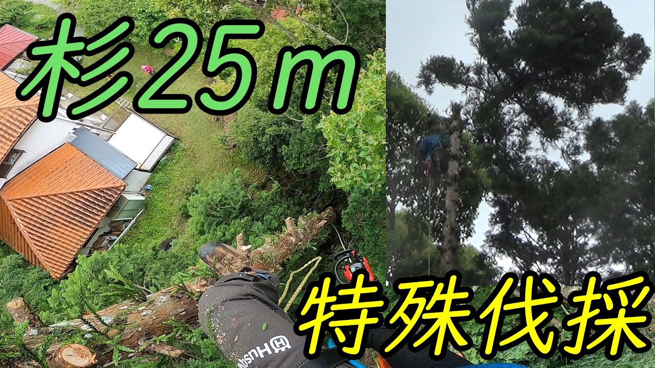 うろ（腐り）の入った杉の伐採　あなたの暮らしを守ります。