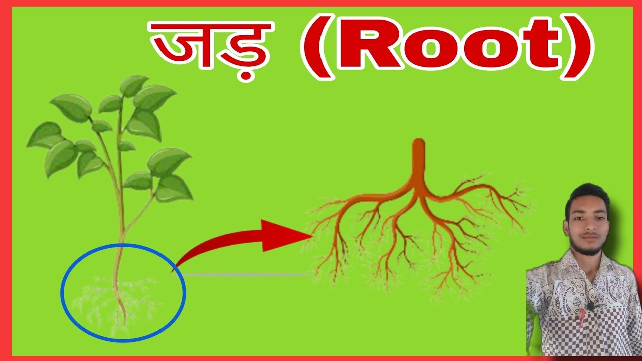 Root Jad Ka Karya Hota Hai Jad root-jad-ka-karya-hota-hai-jad