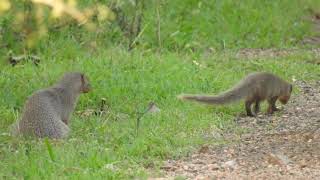 Grey Mongoose adult and baby feeding on termite alates