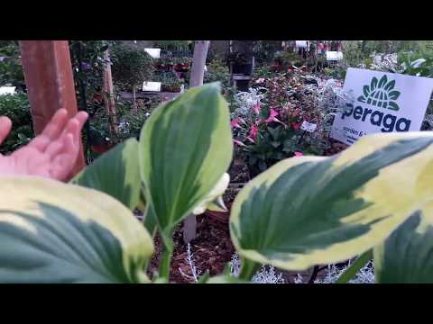 Video: Hosta Compagni di piante in giardino - Cosa sono i compagni per gli hosta