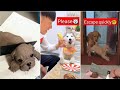 🐶Dogs Reaction to Cutting Cake - Funny Dog Cake Reaction Compilation [TikTok Challenge] 🔴#3