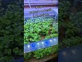 Rotala plant wholesale and retail both available #breederspointnepal #fish #aquarium #nepal #plants