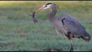 Great Blue Heron hunting gophers in a local park