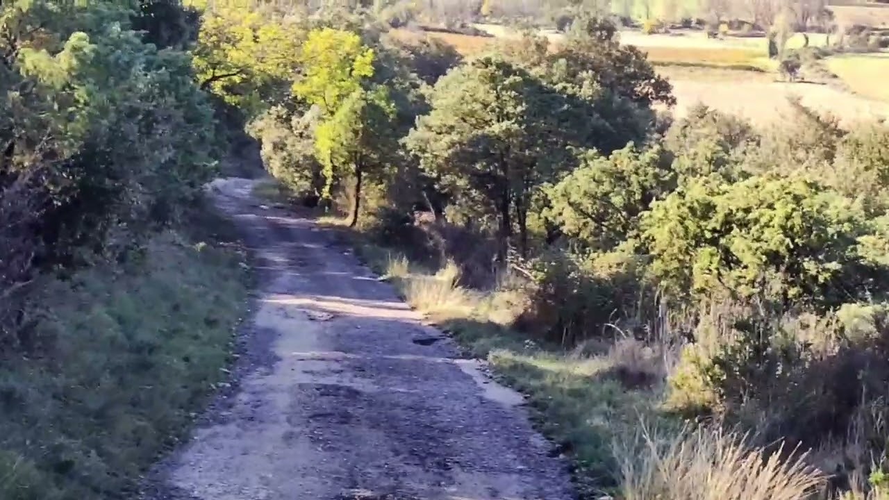 Chasse du lièvre au bâton...Matinée du 11 novembre 2022