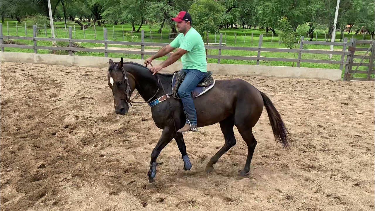 Como deixo a frente do meu cavalo leve Centro de Treinamento Marcus Bueno 