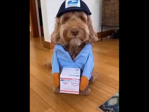 Dog In USPS Mail Carrier Costume