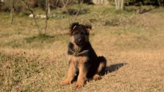 German Shephered puppies