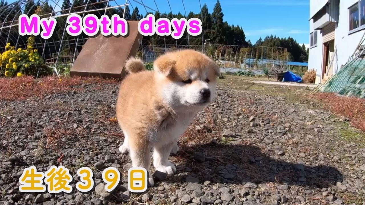 生後39日 よちよち歩きの赤ちゃん秋田犬 Youtube 生後39日 よちよち歩きの赤ちゃん秋田犬 Youtube