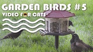 Birds Video For Cats To Watch - Garden Birds #5. Winged Blackbird, Sparrows, Common Grackle.