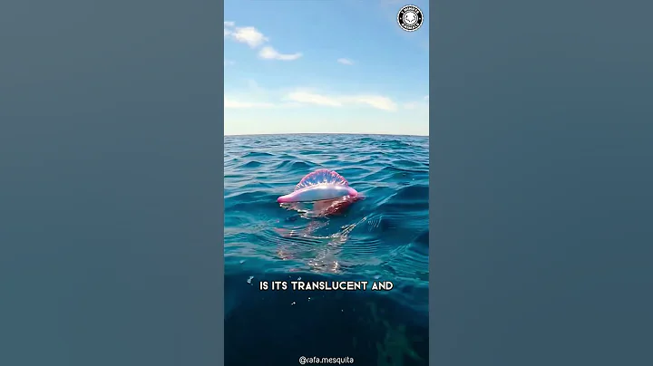 Portuguese Man O’ War 🌊 The Floating Terror of the Ocean! - DayDayNews