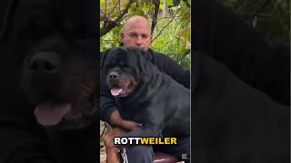 Rottweilers  🐶🔥 This breed is the perfect mix of power, loyalty, and love! #rottweiler
