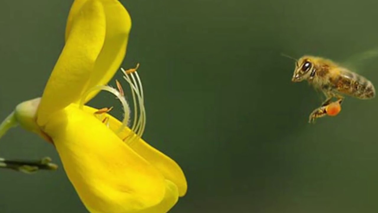 Top 10 Wild Plants That Can Eat Animals Alive YouTube