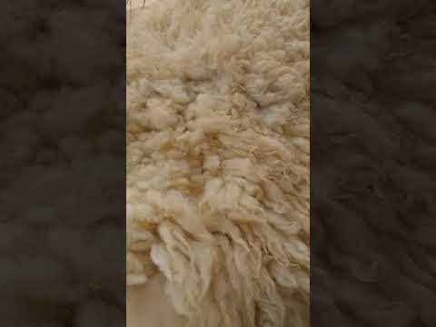 فروة الخروف وعلاج خشونة الركب