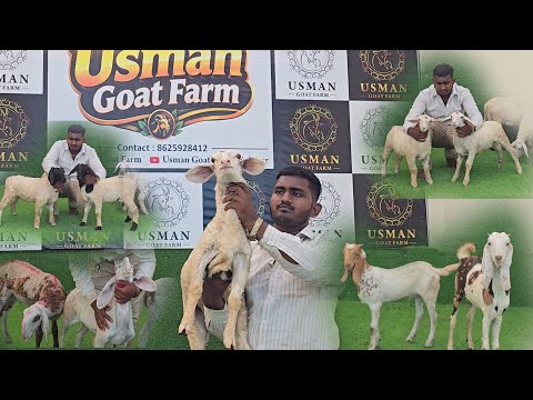 Bannur & Huntel Collection | Special Offer Rate | Top Quality Stock | Usman Goat Farm Solapur.
