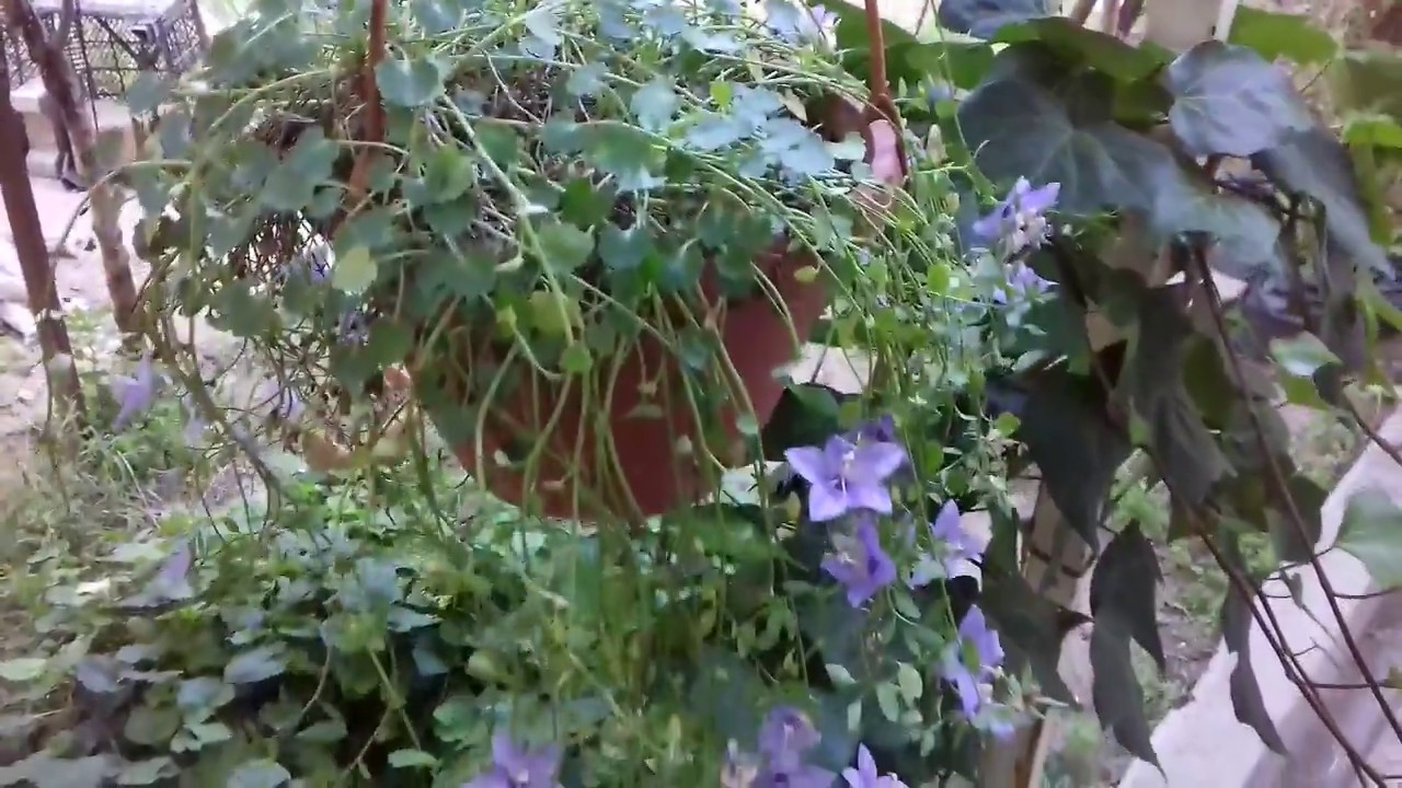 MUHTEŞEM BİR ÇİÇEK. MAVİŞ (ÇAN) ÇİÇEĞİ.(A FANTASTIC FLOWER. BLUE FLOWER)