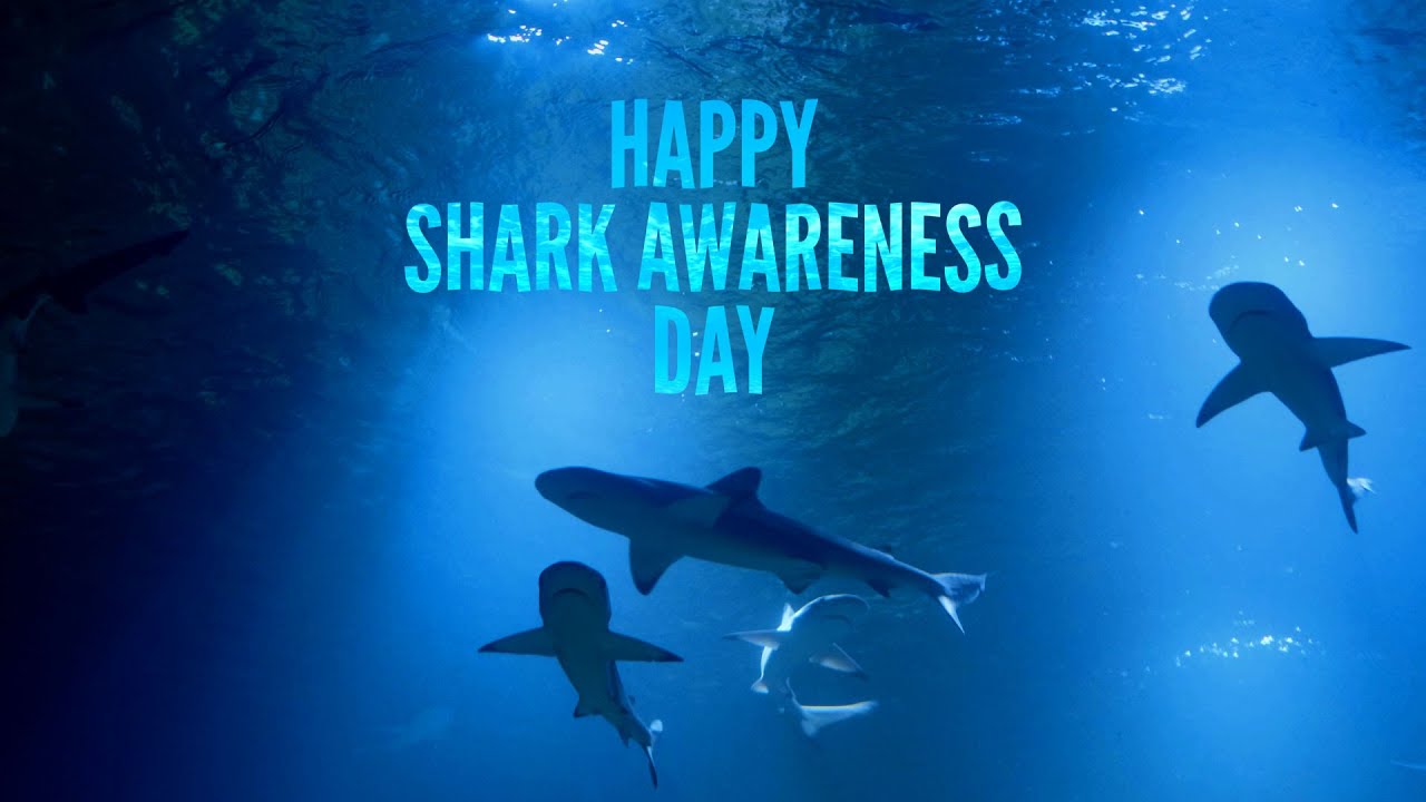 Shark Awareness Day 🦈 - July 14th - YouTube