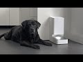 This Pet Food Feeder is SMART! (and from Xiaomi)