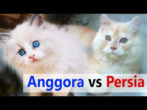 Perbedaan Kucing Lucu Anggora Persia Youtube Gambar