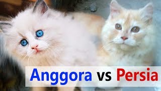 PERBEDAAN Kucing lucu ANGGORA dengan PERSIA