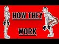 Glute Muscles Function How They Work 