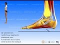 Le pied  organisation et fonctions musculaires