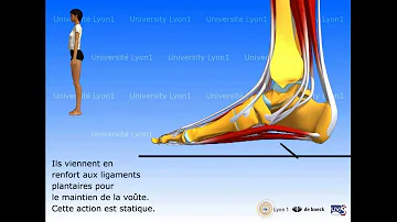 Quel muscle permet la flexion de la cheville ?