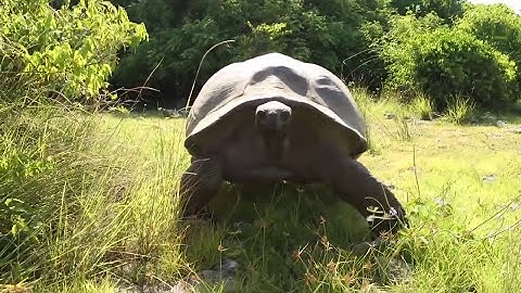 Mating Tortoises Interrupted - The Translation