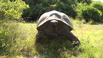 Mating Tortoises Interrupted - The Translation