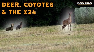 Deer and Denning Coyotes Come To The FOXPRO X24